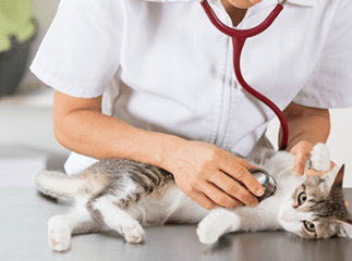 chat chez le vétérinaire